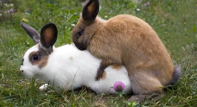Сравнение зайца и кролика. чем отличается заяц от кролика: сходство и разница. как они размножаются и относятся к своему потомству