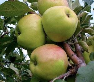 Описание и характеристики яблони сорта Орлинка, посадка, выращивание и уход