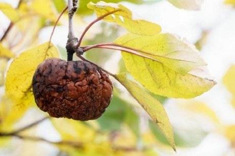 Плоды груши трескаются и гниют на дереве: 5 причин, почему чернеют на ветках не успев созреть