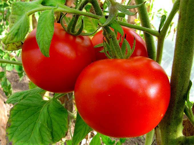 Эм чемпион — крупный и вкусный томат сибирской селекции