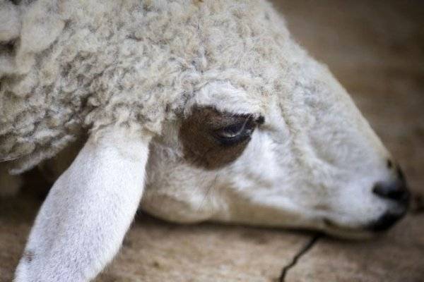 Как лечить овец от кашля