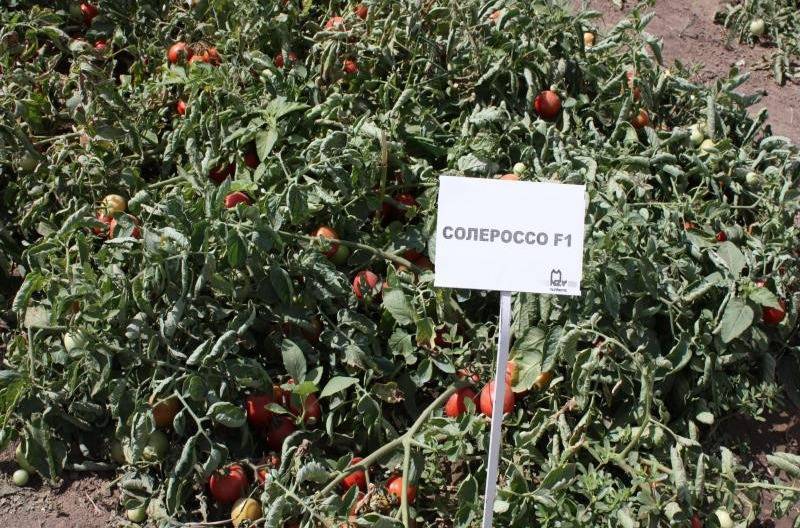 Характеристика сорта томата Солероссо, его урожайность