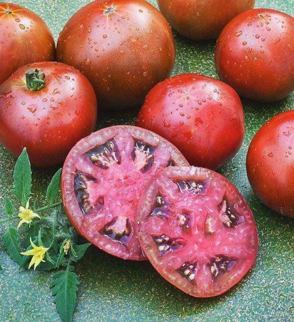 Лучший сорт сибирской селекции томат «вельможа», описание, характеристики, рекомендации