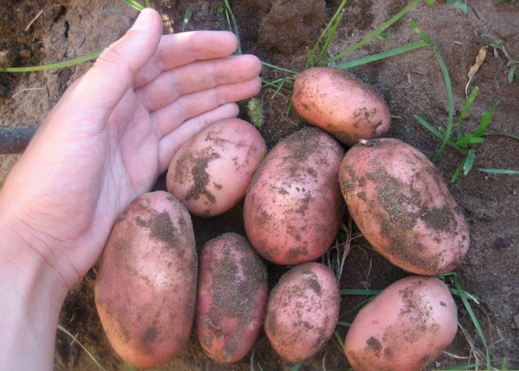 Описание сортов черного картофеля, особенности выращивания и ухода