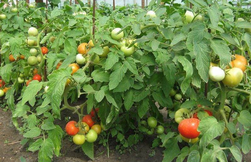 Томат анюта: описание и особенности выращивания