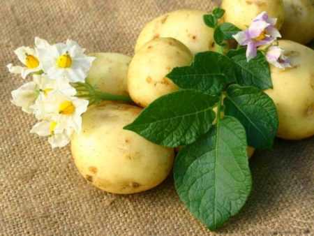 Картофель сорта зорачка: описание, урожайность, выращивание