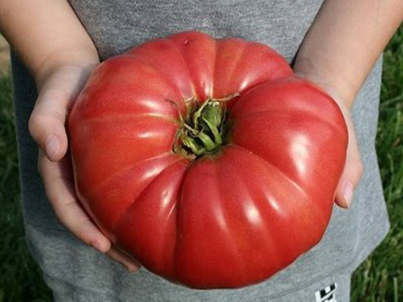 Обзор лучших сортов томата для теплицы из поликарбоната