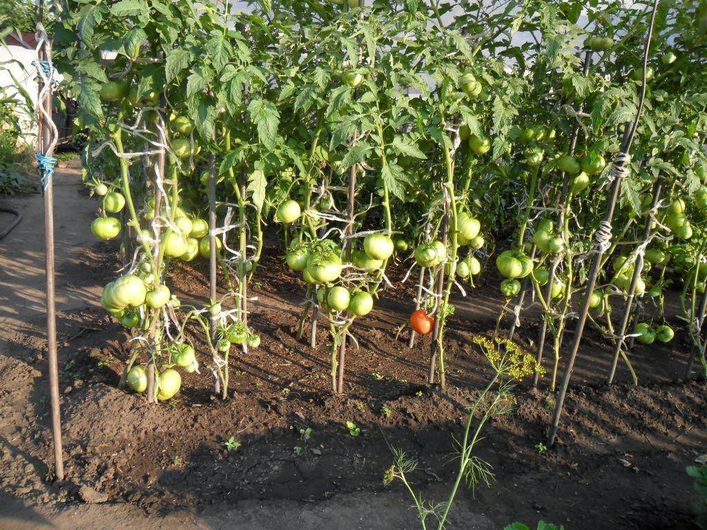 Как вырастить томаты по голландской технологии