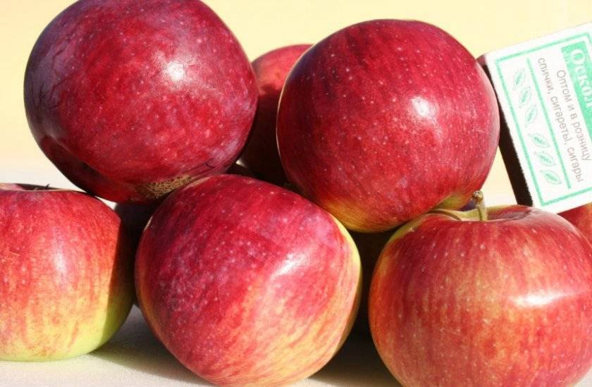 Описание и характеристики яблони сорта Орловское полосатое, посадка и уход