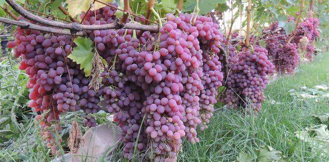 Описание сорта винограда кишмиш 342, его плюсы и минусы, советы по выращиванию и уходу