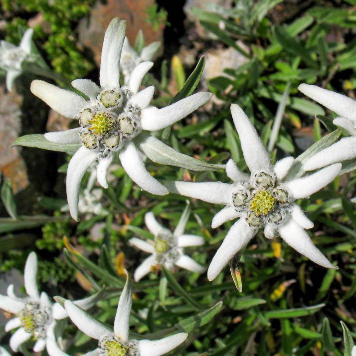 Эдельвейс (edelweiss) — выращивание из семян в саду и в домашних условиях