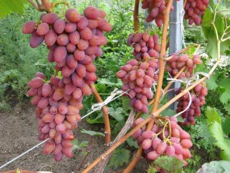 Столовый универсальный мускатный сорт — виноград «дружба»: фото и описание