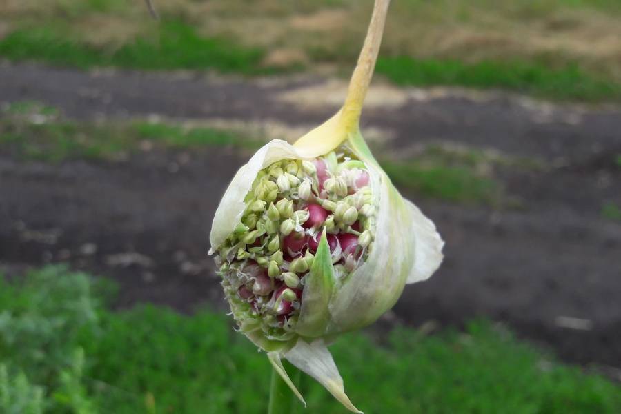 Выращивание чеснока – открываем секреты отличного урожая