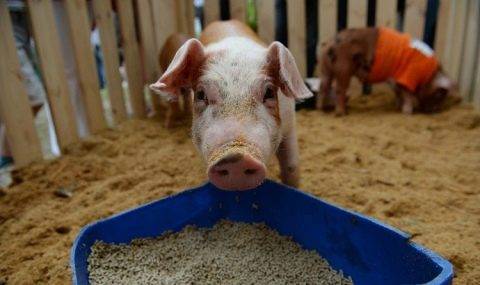 Комбикорм для свиней: виды, состав и рецепты изготовления