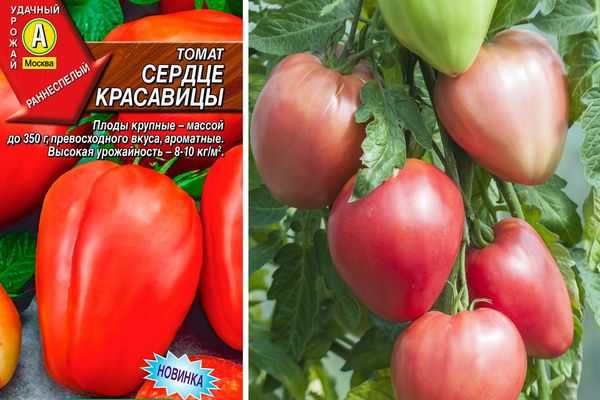 Особенности и описание сорта национальных томатов: выращиваем «русский размер» f1