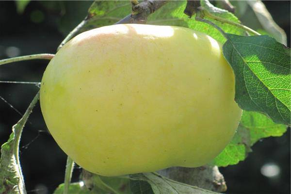 Описание сорта яблонь Сеянец Титовки, история селекции и оценка плодов