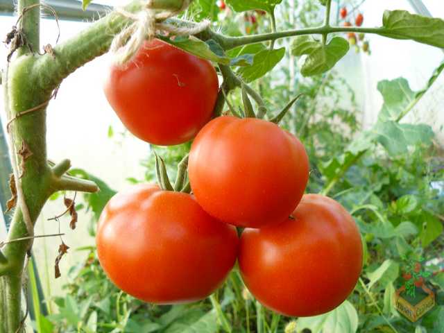 Скороспелый томат сорта катя