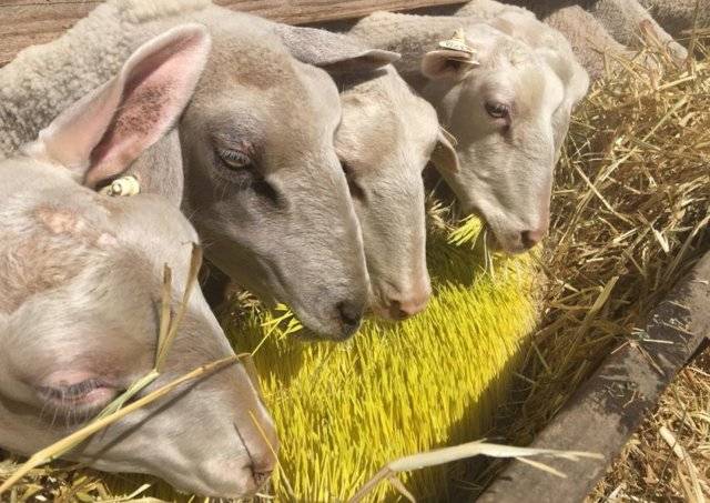 Инструкция: сарай для коз своими руками