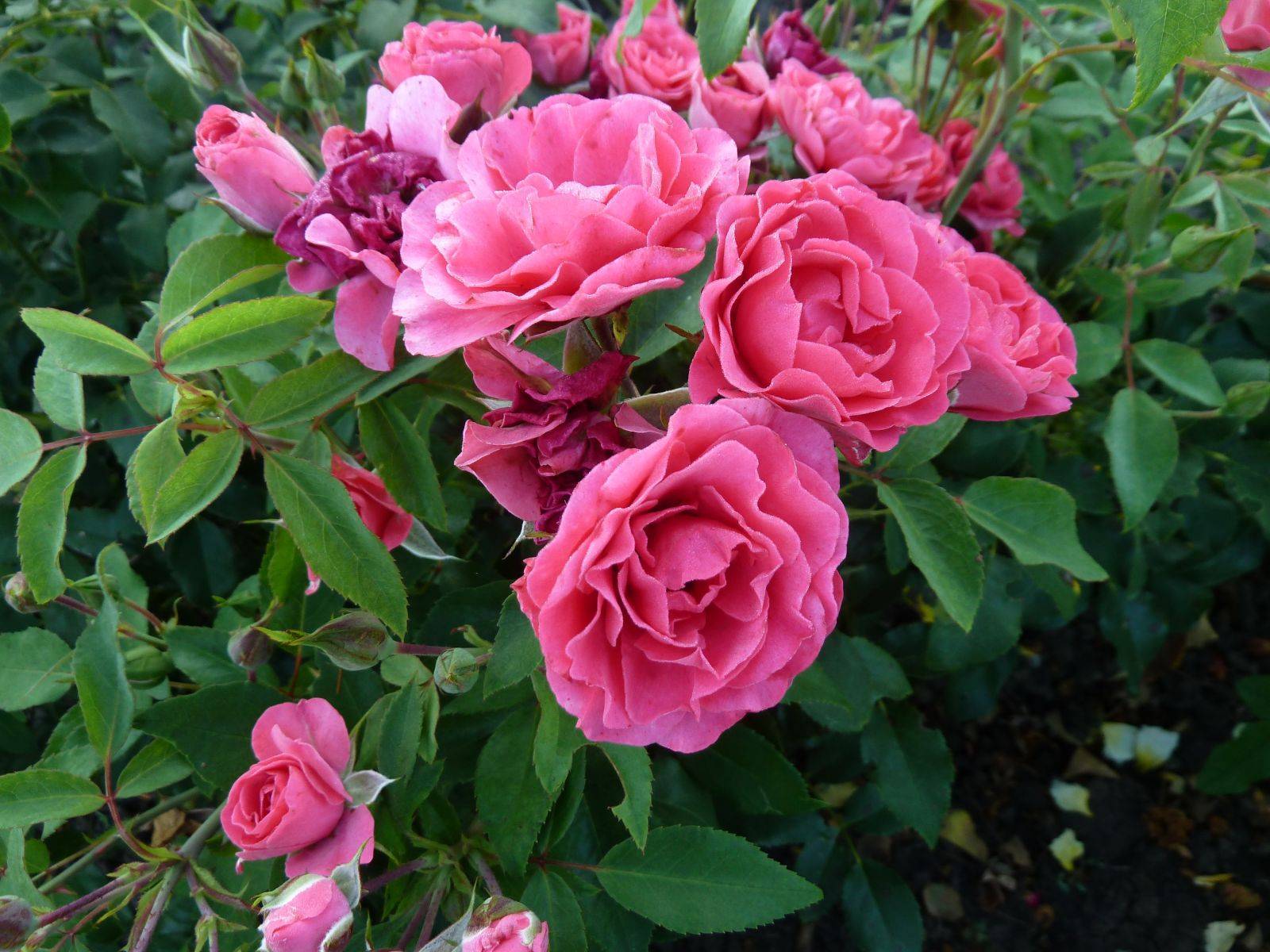 Посадка роз весной: правила успешного укоренения в саду