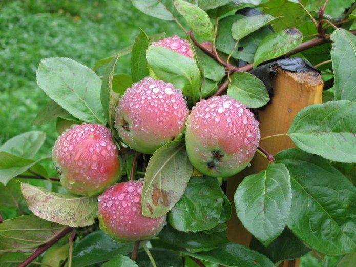 Яблоня «уэлси»: описание сорта, фото, посадка и уход, отзывы