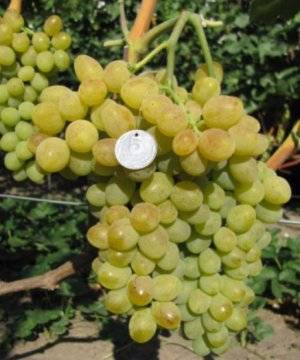 Описание и характеристики сорта винограда санджовезе, выращивание и уход