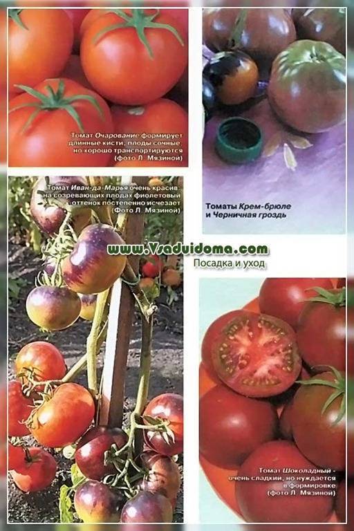 Описание сорта томата Крем Брюле, особенности выращивания и уход