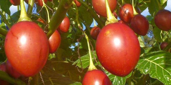 Томатное дерево тамарилло, как его кушать и выращивать. как едят тамарилло? что это за фрукт? применение фруктов томатного дерева