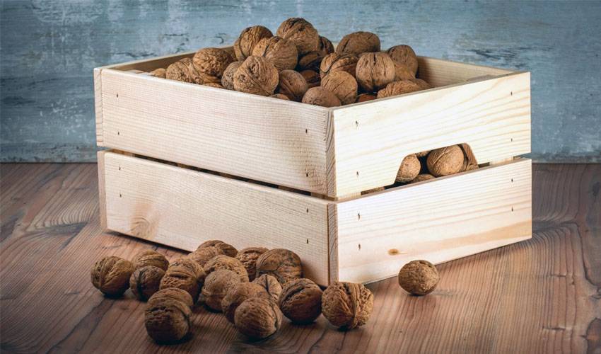 Храним грецкие орехи правильно: как уберечь ценный продукт от порчи