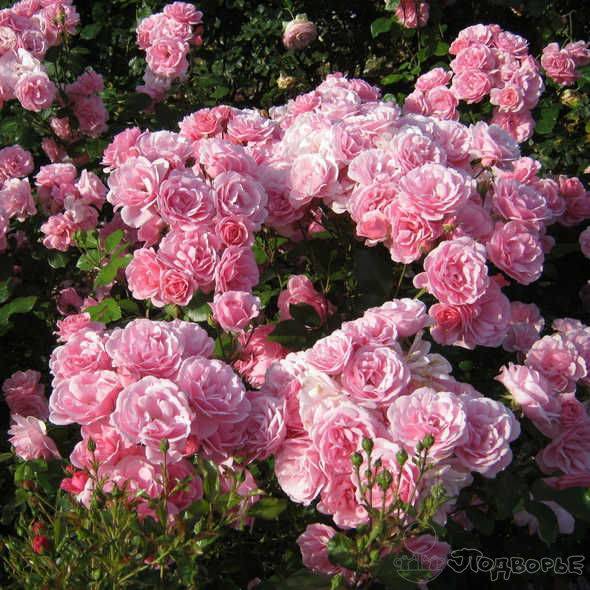 Роза флорибунда – описание, посадка и уход