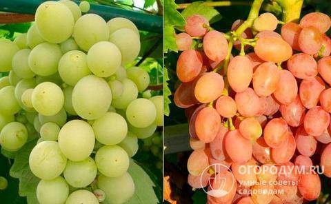 Ранний столовый виноград с розовыми гроздьями — преображение
