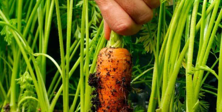 Как правильно сажать морковь семенами в открытом грунте