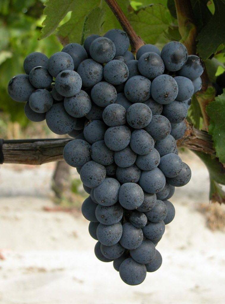 Описание и характеристики сорта винограда дружба, правила выращивания и уход
