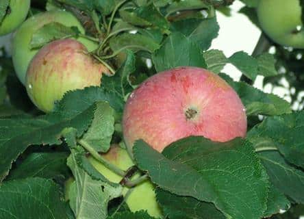 Описание и характеристики сорта яблонь Спартан, выращивание и уход в регионах