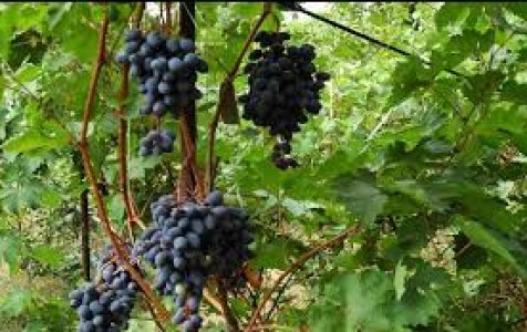 Амурский виноград –  описание сорта, посадка и уход и лечебные свойства