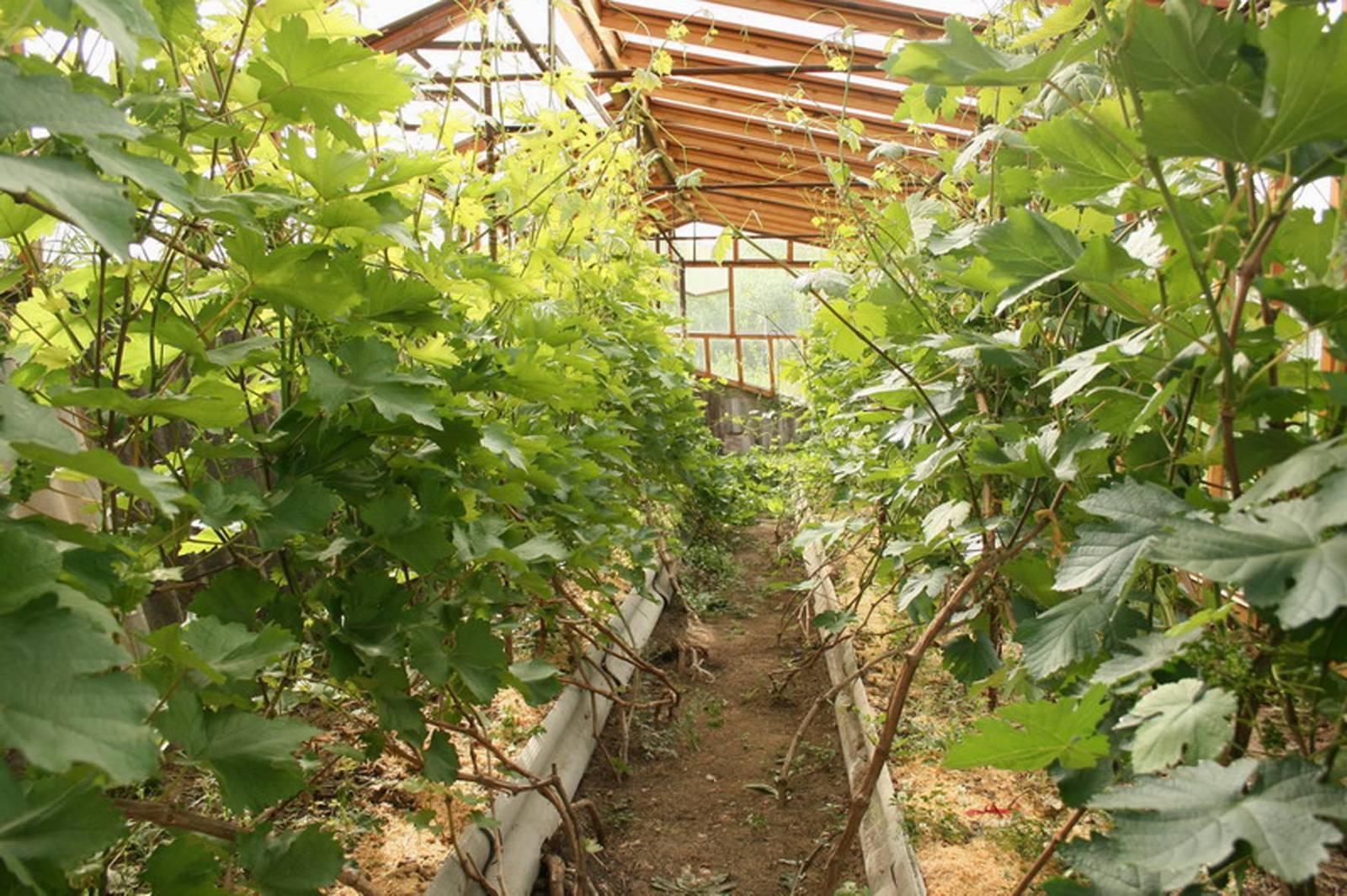 Виноград в теплице: выращивание, посадка и уход, схема обрезки с видео