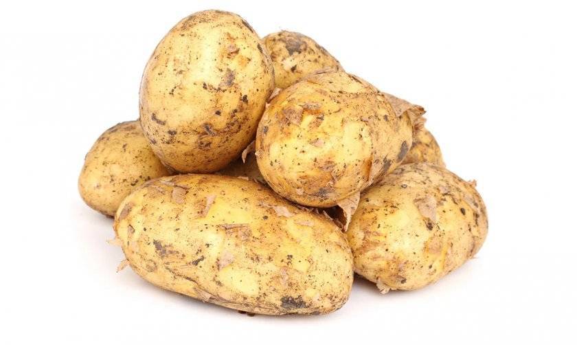 Популярный картофель «санте» : описание сорта, вкусовые качества, фото, характеристика