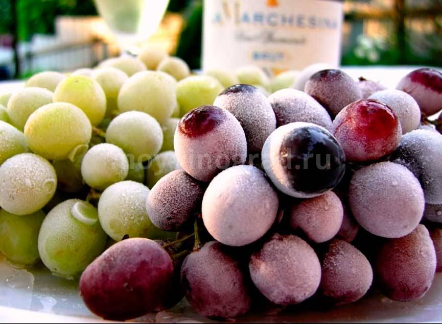 Как сохранить виноград зимой. как сохранить виноград в домашних условиях