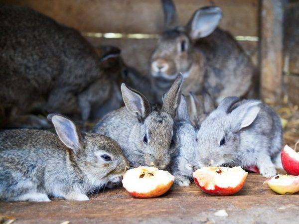 Можно ли кормить кроликов капустой? какую капусту можно давать?