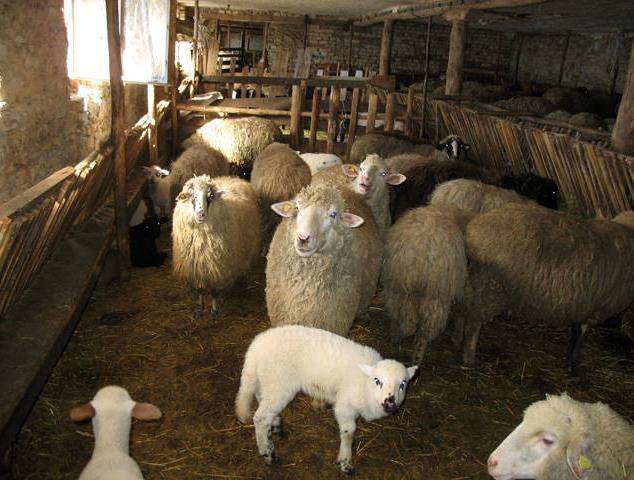 Как построить загон для овец: особенности конструкции и возведения