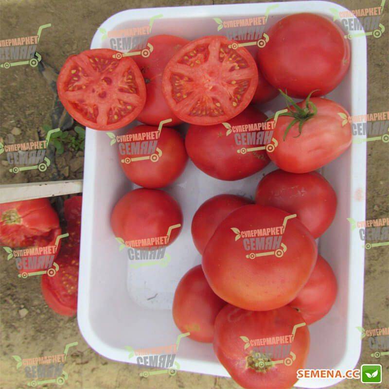Феерия вкуса с томатами сорта тарпан