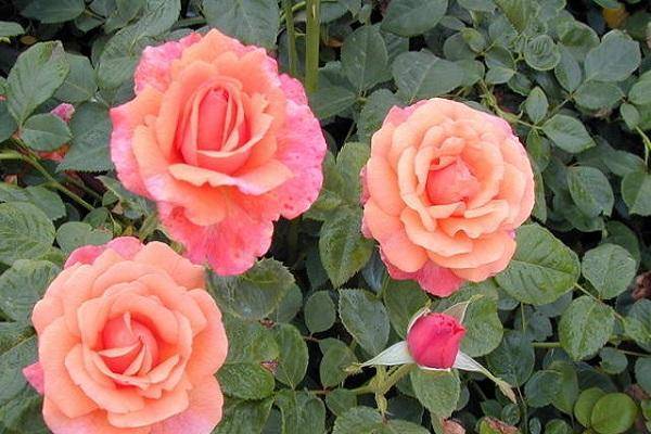 Описание и характеристики роз сорта Изи Даз Ит, тонкости выращивания