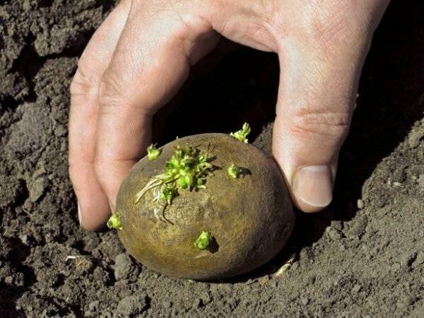 Выращивание картошки: от посадки, до сбора урожая картофеля
