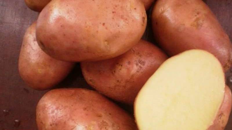 Картофель ильинский: описание сорта, специфика выращивания, отзывы