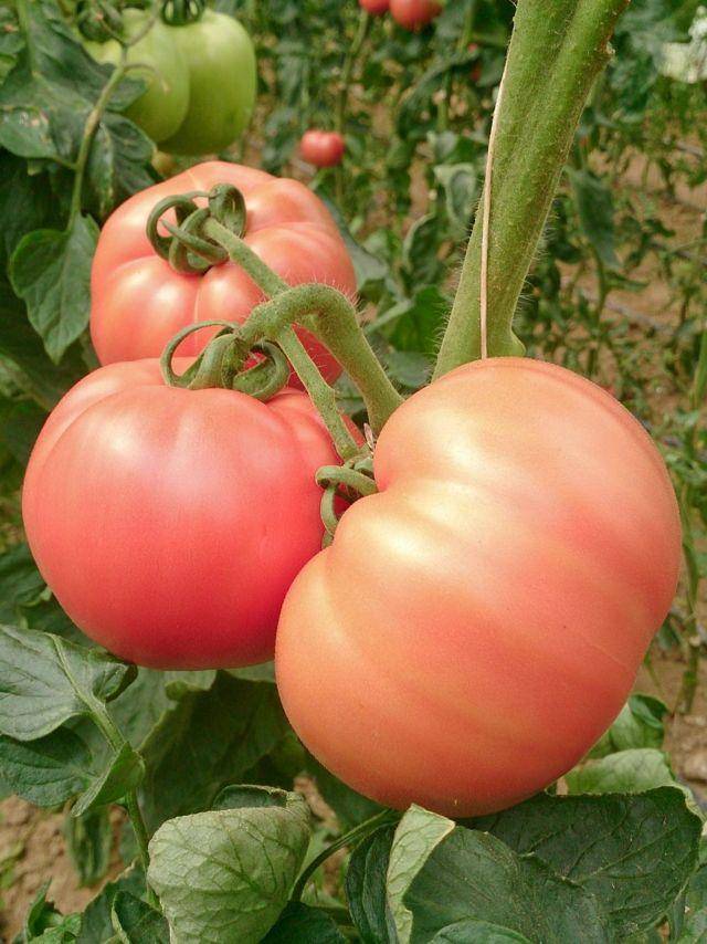 Описание сорта томата драгоценность, его характеристика и урожайность