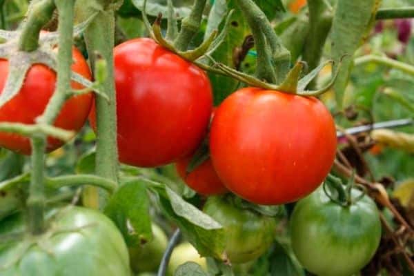 Томат улиссе: характеристика и описание сорта, урожайность с фото