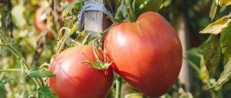 Описание сорта томата Соната НК F1, его характеристика и урожайность