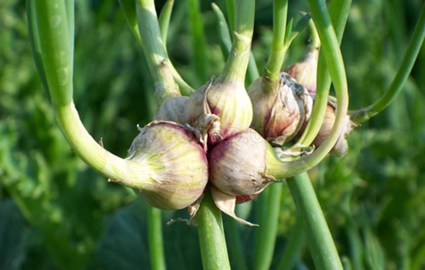 Многоярусный лук: особенности посадки, ухода и размножения