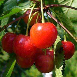 Урожайные сорта вишни для подмосковья (фото и описания)