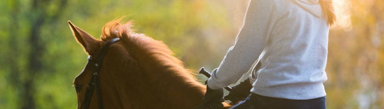 Разведение лошадей — как ухаживать за поголовьем