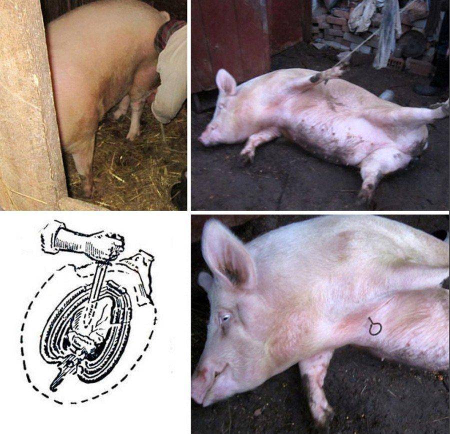 Виды парализаторов для свиней и как сделать своими руками в домашних условиях